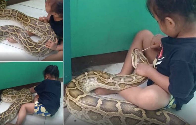 Criança de 3 anos é flagrada brincando de veterinária com cobra de 4,5 metros