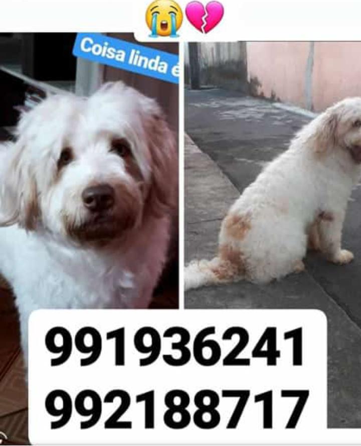 Família oferece recompensa por cachorro perdido em Manaus 