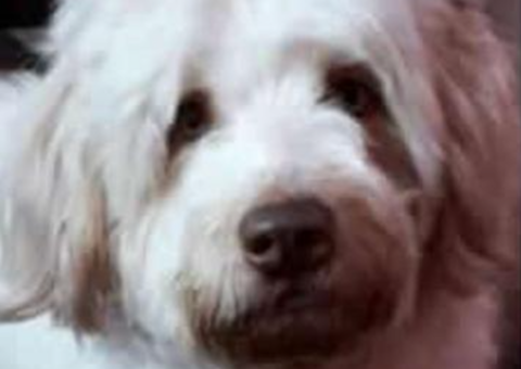 Família oferece recompensa por cachorro perdido em Manaus 