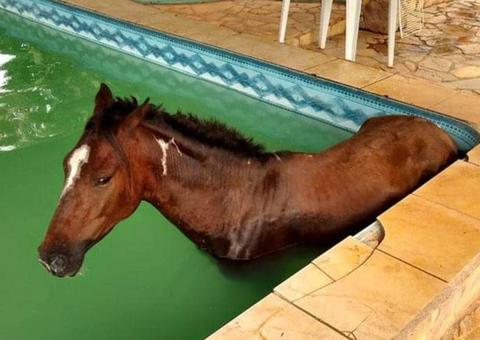 Cavalo é resgatado após cair dentro de piscina em sítio