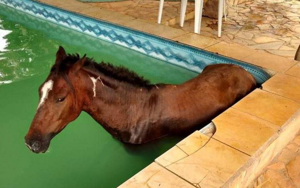 Cavalo é resgatado após cair dentro de piscina em sítio