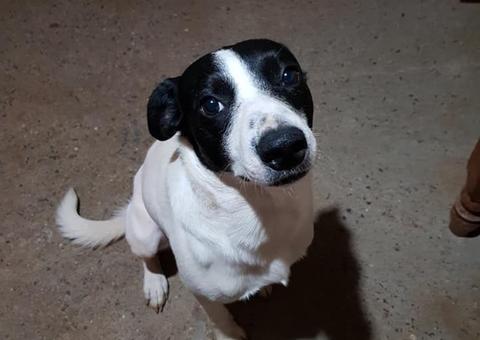 Cãozinho é espancado, leva tiro na cabeça e tem pênis cortado, mas sobrevive