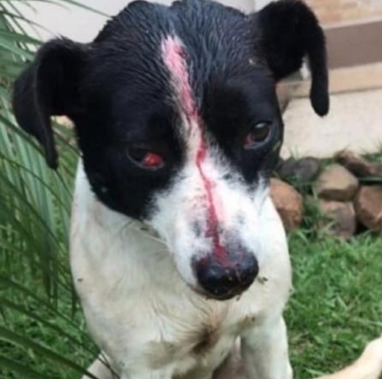 Cãozinho é espancado, leva tiro na cabeça e tem pênis cortado, mas sobrevive