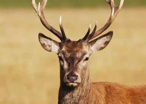 Veado em fúria mata próprio dono e deixa mulher ferida 