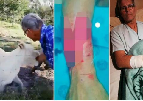 Turista faz carinho em leoa e quase perde braço