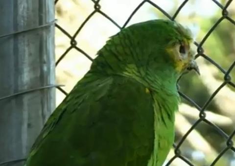 Papagaio roubado volta sozinho ao zoológico dois dias depois do crime