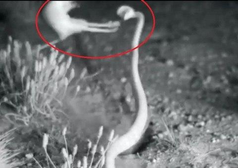 Rato dá voadora em cobra para sobreviver a ataque