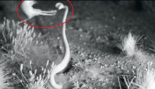 Rato dá voadora em cobra para sobreviver a ataque