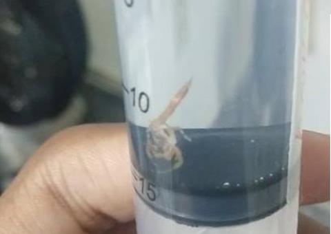 Pais encontram escorpião dentro da roupa de recém-nascido em hospital