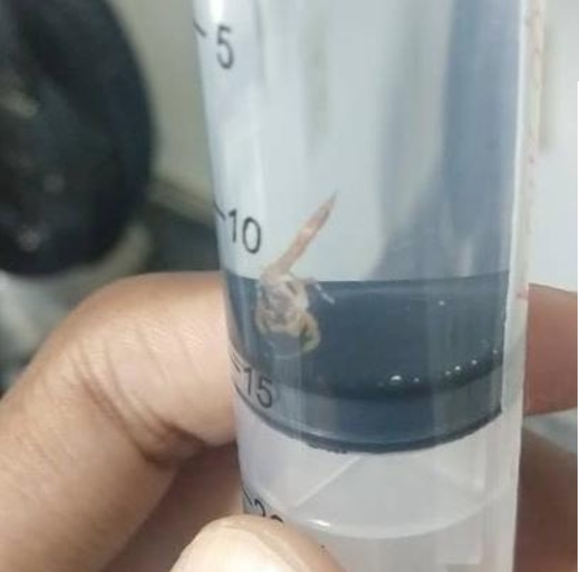 Pais encontram escorpião dentro da roupa de recém-nascido em hospital