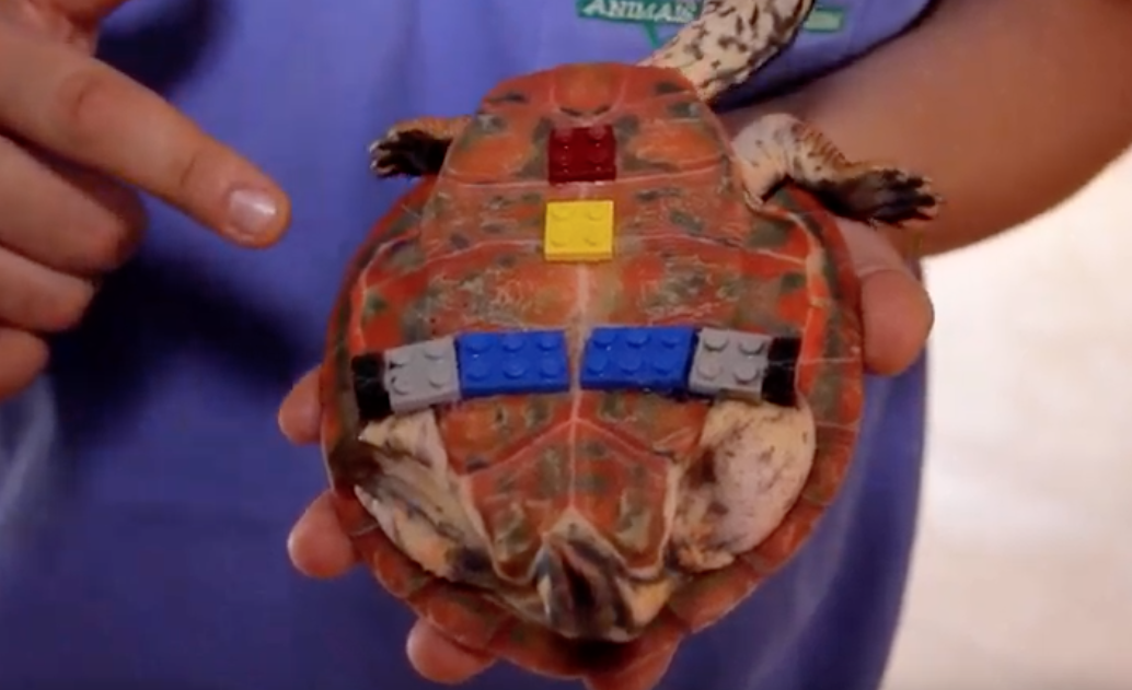 Veterinários usam peças de Lego como prótese para tartaruga