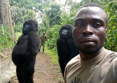 Gorilas ficam de pé para imitar guardas que os salvaram de caçadores
