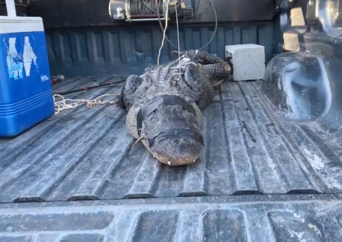 Idoso de 80 anos tem luta corporal com jacaré após invasão 