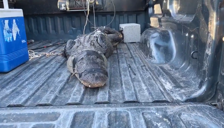 Idoso de 80 anos tem luta corporal com jacaré após invasão 