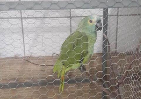 Papagaio anuncia chegada da polícia em ponto de tráfico e é apreendido
