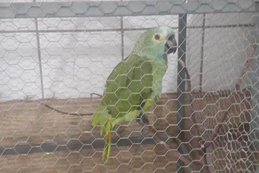 Papagaio anuncia chegada da polícia em ponto de tráfico e é apreendido