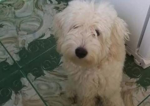 Família pede apoio para localizar cachorro desaparecido em Manaus