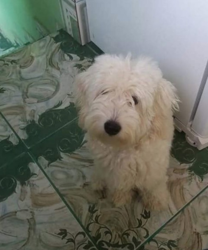 Família pede apoio para localizar cachorro desaparecido em Manaus