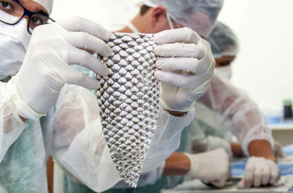 Cirurgia inédita usa pele de tilápia em reconstrução vaginal de mulher trans