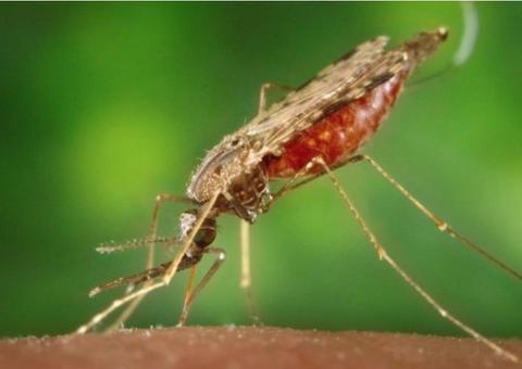 Programação do Dia Mundial de Combate à Malária tem ações para redução da doença