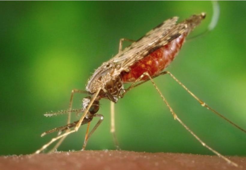 Programação do Dia Mundial de Combate à Malária tem ações para redução da doença