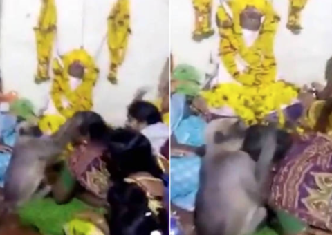 Imagem de macaco consolando mulher durante funeral viraliza 