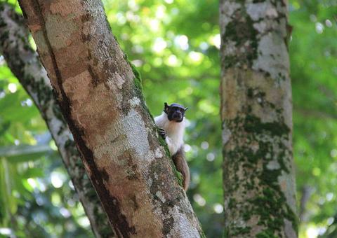 Concurso dará prêmio de R$ 10 mil para melhor identidade visual do sauim-de-coleira