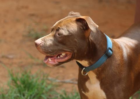 Pitbull ataca os próprios donos e é abatido  