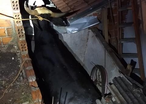 Touro cai sobre telhado de casa no Paraná