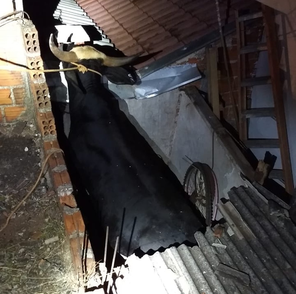 Touro cai sobre telhado de casa no Paraná