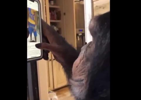 Vídeo mostra chimpanzé usando rede social e impressiona internautas 