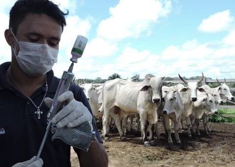 Vacinação contra a febre aftosa inicia em 21 municípios do Amazonas 