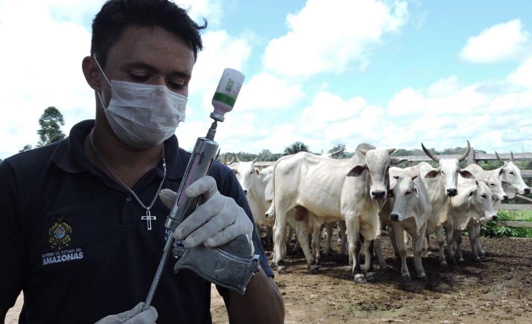 Vacinação contra a febre aftosa inicia em 21 municípios do Amazonas 
