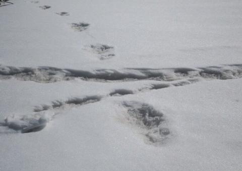 Abominável Homem das Neves: exército da Índia diz ter encontrado 'pegadas do Yeti'