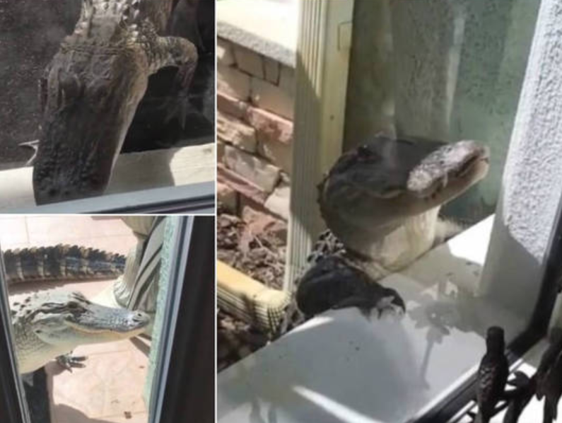 Custe o que custar: Jacaré de 2 metros tenta invadir casa