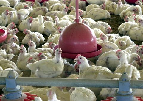 Brasil inicia exportação de carne de frango in natura para Índia