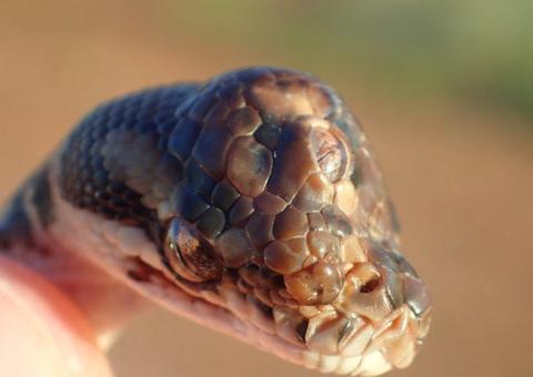 Cobra de três olhos é encontrada em estrada