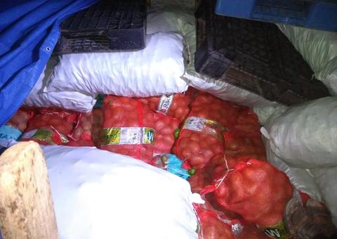 Mais de 1,5 tonelada de manga é apreendida antes de entrar no Amazonas 