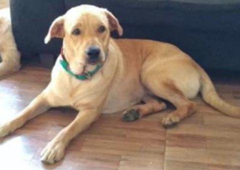 Família busca informações sobre cachorro que fugiu de casa em Manaus 