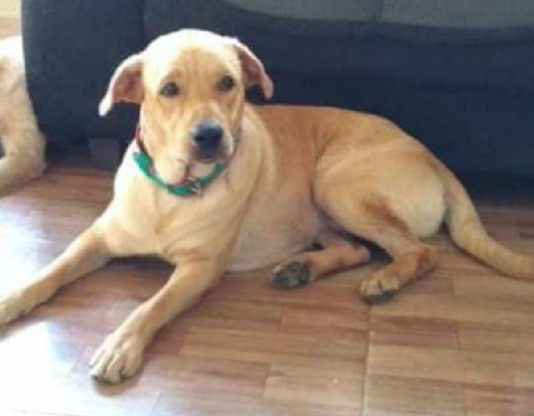 Família busca informações sobre cachorro que fugiu de casa em Manaus 