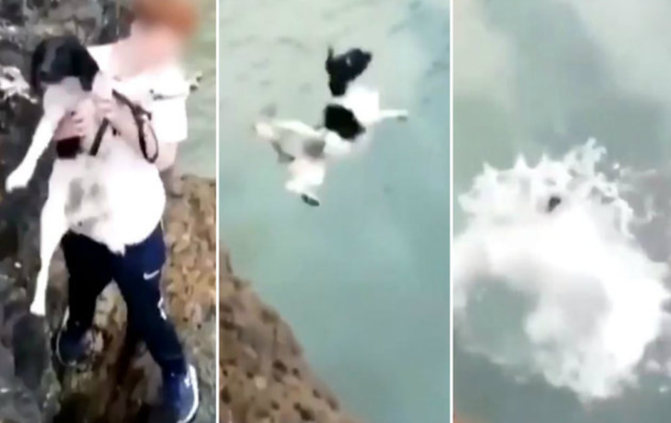 Menino grava vídeo arremessando cachorro de penhasco 