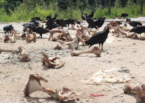 Restos mortais de animais abatidos são jogados em via pública em Manaus