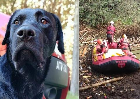 Corpo de cão que ajudou no resgate de vítimas de Brumadinho será cremado nesta segunda 