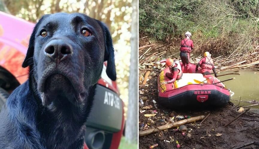 Corpo de cão que ajudou no resgate de vítimas de Brumadinho será cremado nesta segunda 