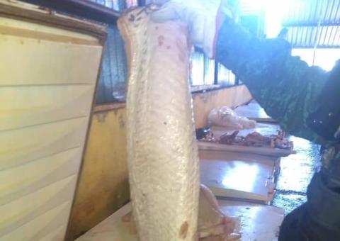 Batalhão Ambiental apreende 120 kg de pirarucu em feira de Manaus 