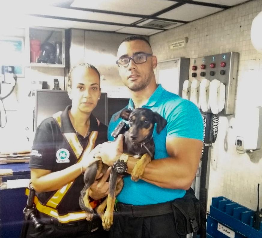 Cão invade trilho e atrasa funcionamento de metrô no RJ 