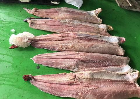 Batalhão Ambiental bate recorde e apreende 12,5 toneladas de pescado em quatro meses