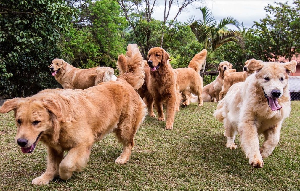 Centro de atenção animal realiza evento gratuito com cães da raça Golden Retriever