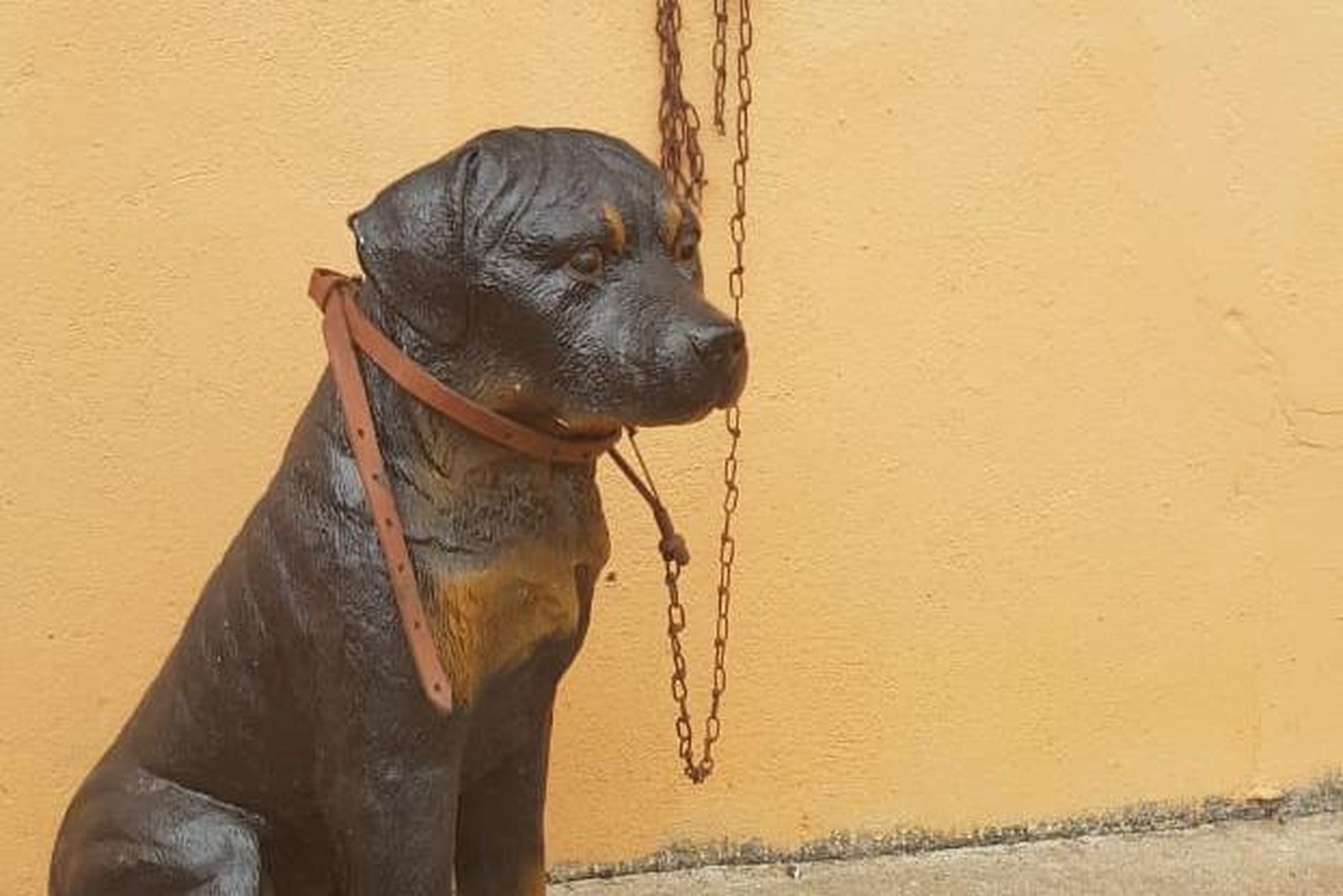 PM verifica denúncia de maus-tratos, mas descobre cão de plástico 