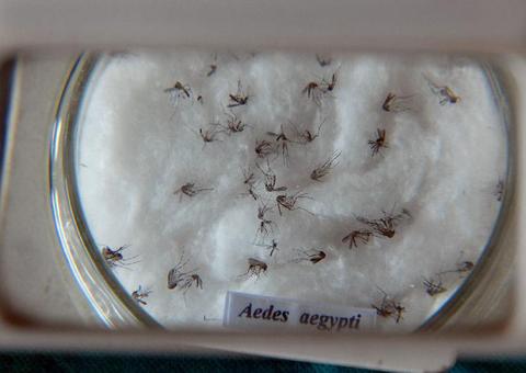 Vacina contra chikungunya já passa por testes em humanos